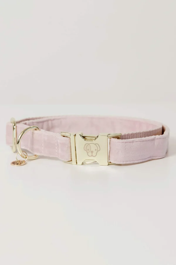 Kentucky Dogwear Dog Collar Velvet -kaulapanta