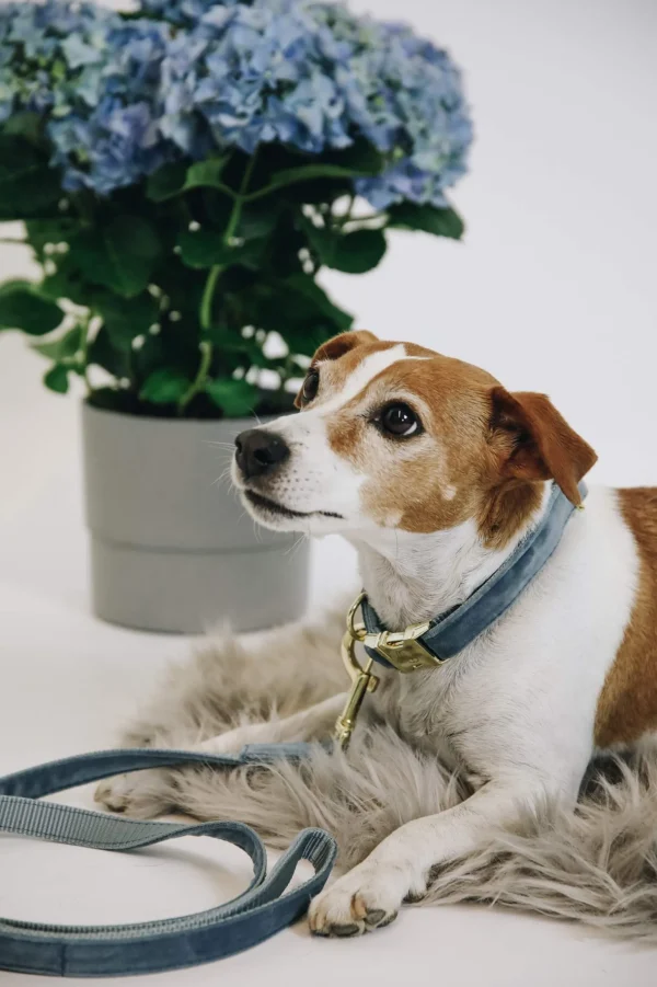 Kentucky Dogwear Dog Lead Velvet -talutushihna