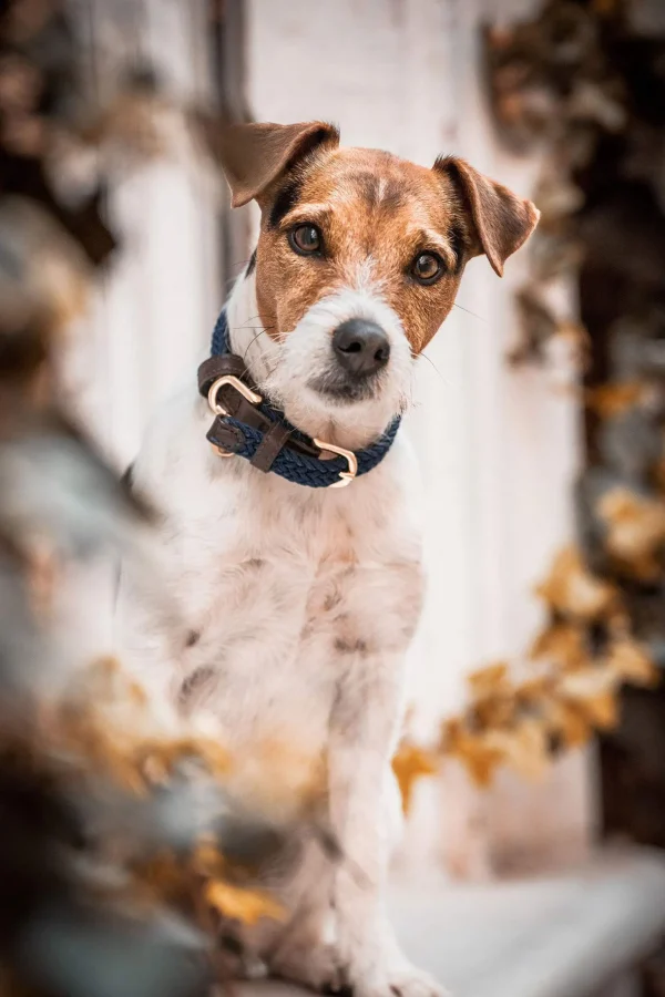Kentucky Dogwear punottu koiran kaulapanta, nailonia